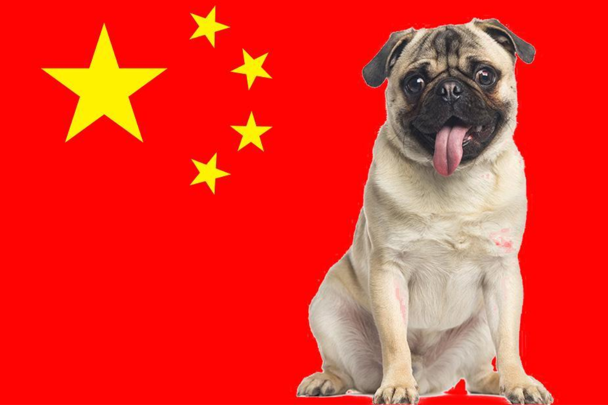 Cão de Crista Chinês - Características da raça, cuidados e